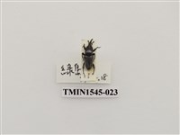 藏品(長錐象鼻蟲科)的圖片